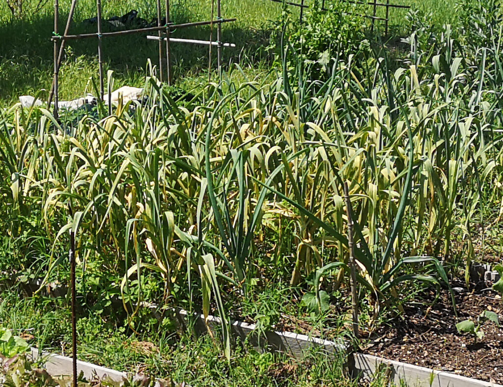 6月上旬、だんだん葉が黄色くなってきました。根元に近い方の葉が２〜3枚黄色くなってきた頃が収穫時期